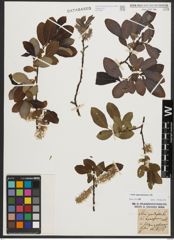 Foto von Salix appendiculata Vill.